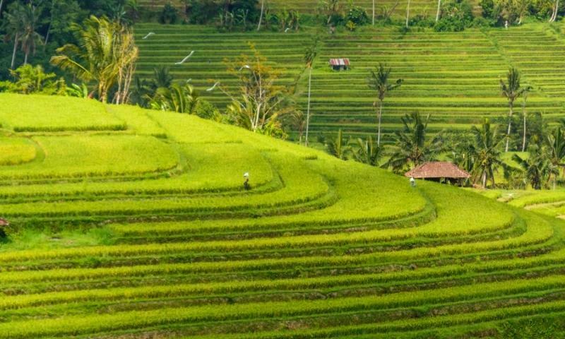 Jatiluwih Rice Terrace Bali
