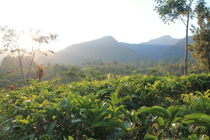 Cerita Tentang Liburan ke Puncak Bogor