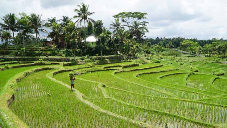 Liburan ke Rumah Nenek di Desa yang Asri