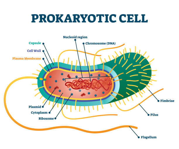Bagian dan Struktur Sel Prokariotik