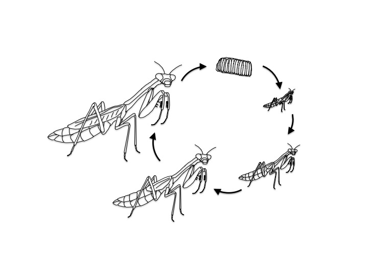 Mantis life cycle