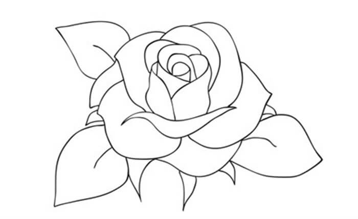 Membuat Sketsa Bunga Mawar