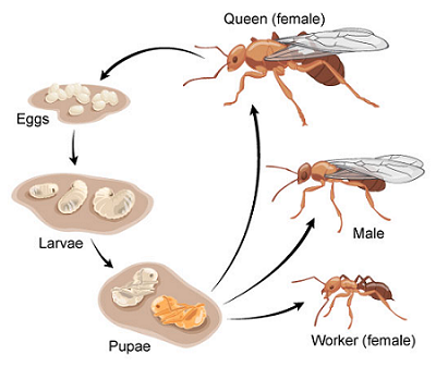 Metamorfosis Sempurna Pada Semut