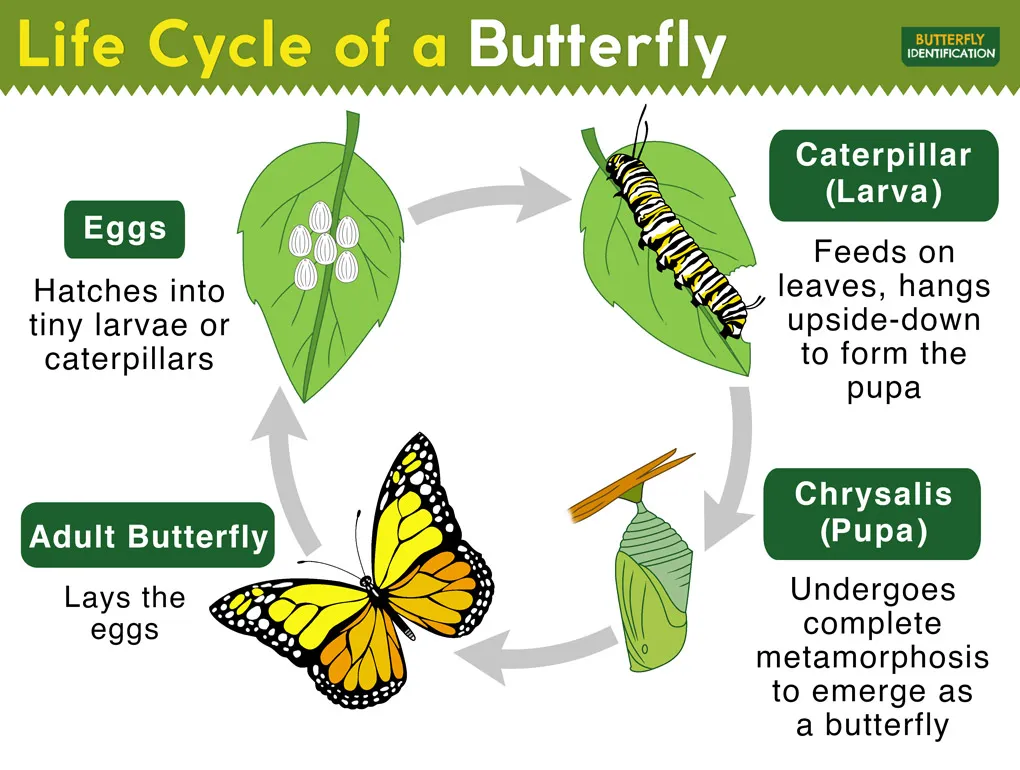 life cycle of butterfly