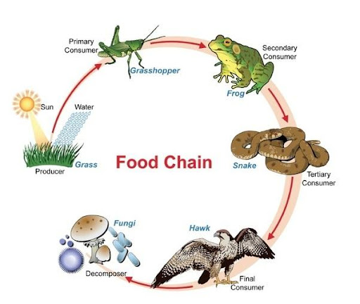 Memahami Konsep Rantai Makanan: Pengertian, Jenis, & Ekosistem Lengkap!