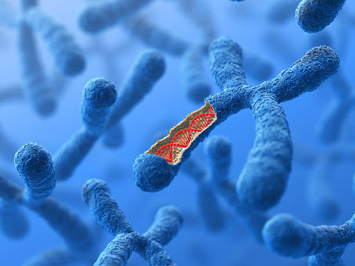 Apa itu Kromosom? Pengertian, Struktur, Fungsi, dan Jenisnya