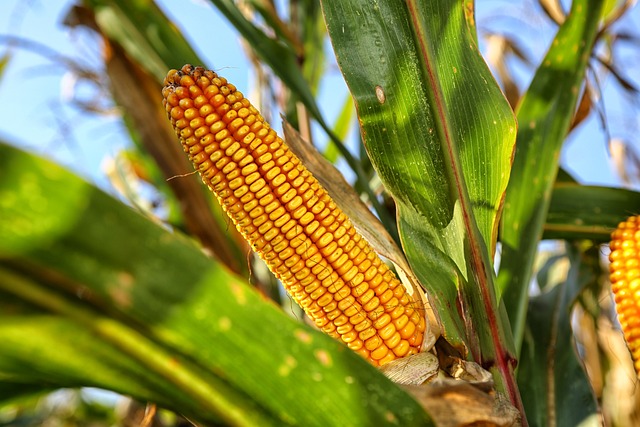 1. Jagung