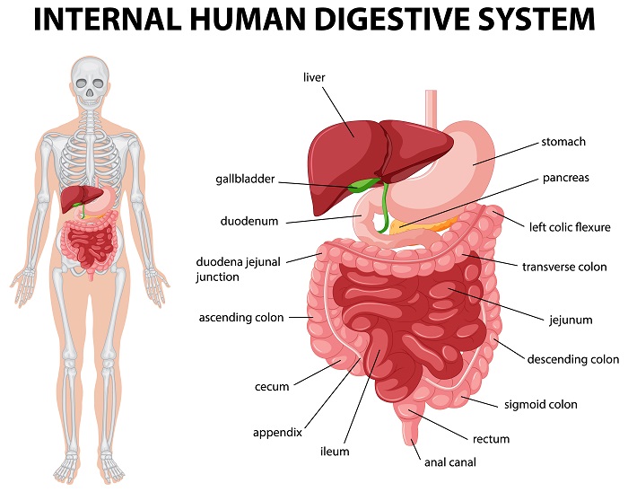 10 Urutan Sistem Pencernaan Manusia dari Mulut Hingga Anus, Lengkap!