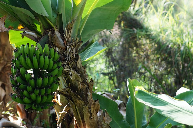 3. Pohon Pisang