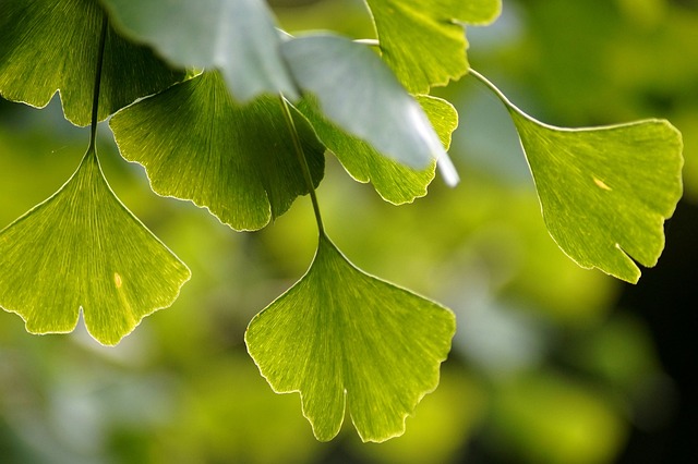 5. Ginkgo Biloba