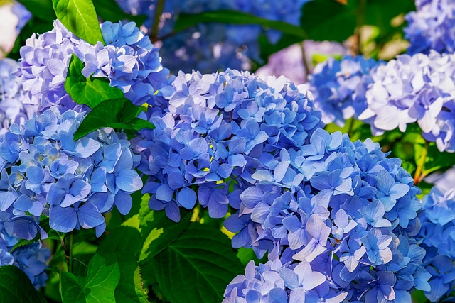 6. Bunga Hortensia