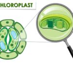Struktur Kloroplas: Pengertian, Fungsi, dan Cara Kerjanya