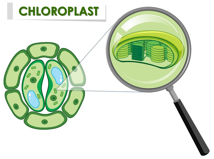 Struktur Kloroplas: Pengertian, Fungsi, dan Cara Kerjanya