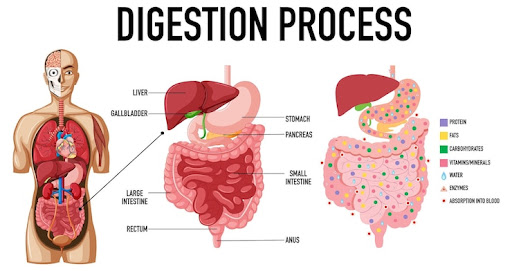 Anatomi Sistem Pencernaan