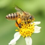 Metamorfosis Lebah dari Telur hingga Dewasa (Lengkap)