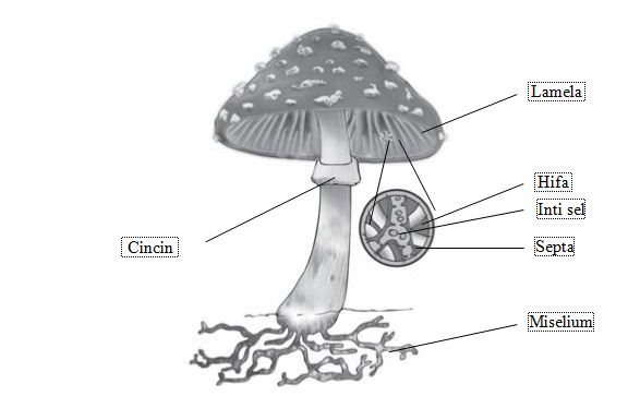 Basidiomycota