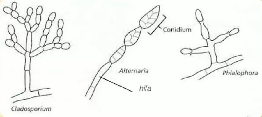 Deuteromycota