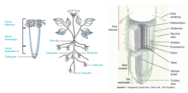 Gambar Anatomi Akar