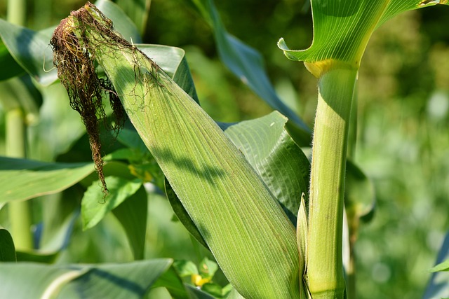 Jagung