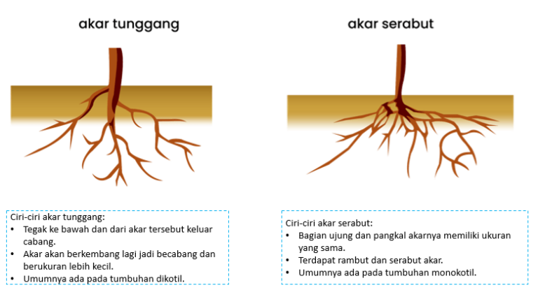 Tumbuhan Akar Tunggal Contohnya