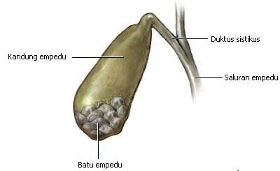 Kantung Empedu