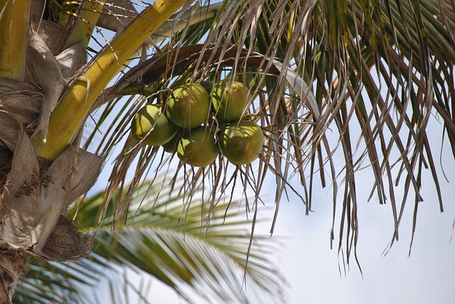 Kelapa