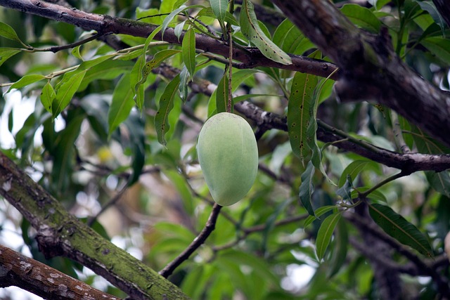 Mangga