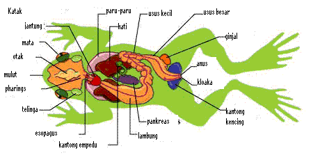 Organ Rongga Perut Katak