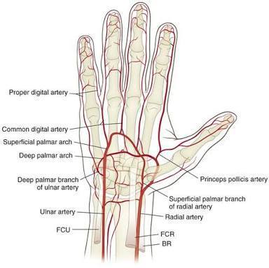 Pembuluh Darah Arteri Tangan