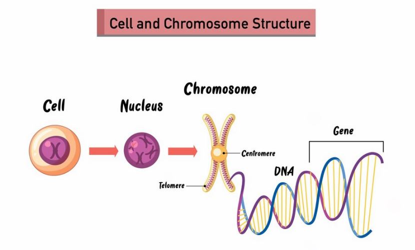 Pengertian Kromosom: Struktur, Jenis, serta Jumlahnya, Terlengkap!