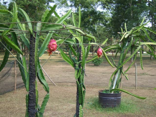 Pohon Buah Naga