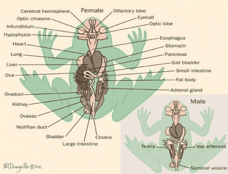 Sistem Urogenital Katak