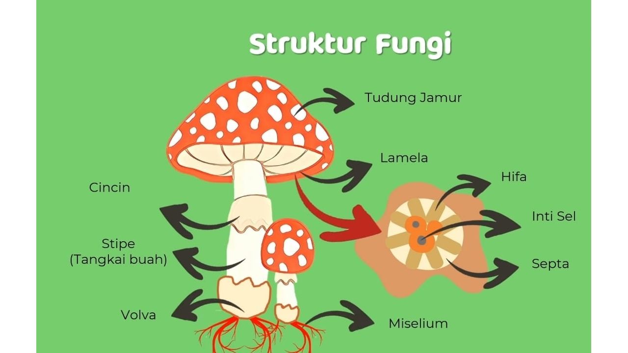 Pengertian Kingdom Fungi Struktur Ciri And Klasifikasinya