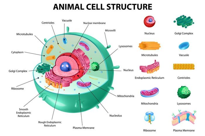 Struktur Sel Hewan