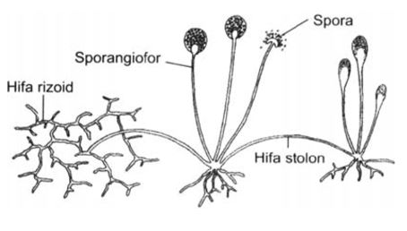 Zygomycota