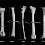 Pengertian Tulang Pipa: Jenis, Ciri, Fungsi, dan Struktur