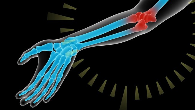 5+ Fungsi Tulang Pengumpil Penyeimbang Gerak Tangan