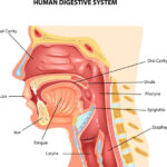 Anatomi Hidung: Struktur, Fungsi dan Gangguannya