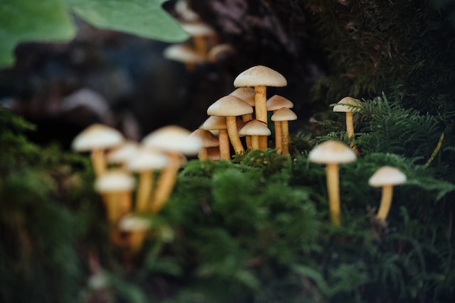 Pengertian Kingdom Fungi: Struktur, Ciri & Klasifikasinya