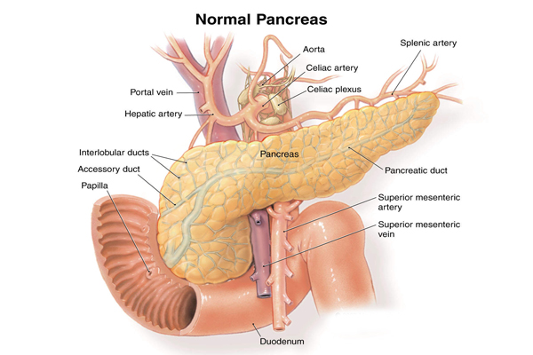 pankreas 1