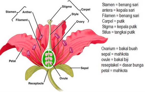 struktur bunga
