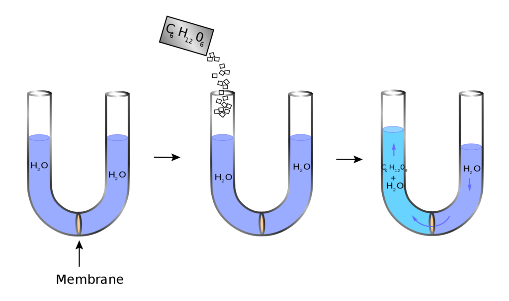 Pengertian Osmosis, Faktor, Dan Bedanya Dengan Reverse Osmosis