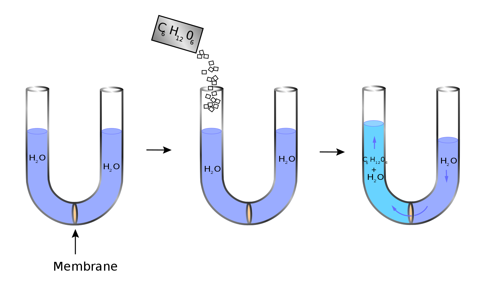 Pengertian Osmosis, Faktor, dan Bedanya dengan Reverse Osmosis