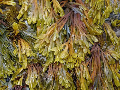 Alga Coklat Phaeophyta