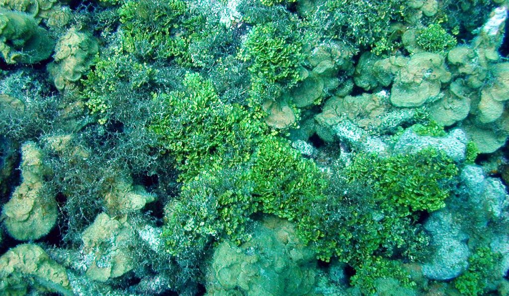 Alga Hijau Chlorophyta