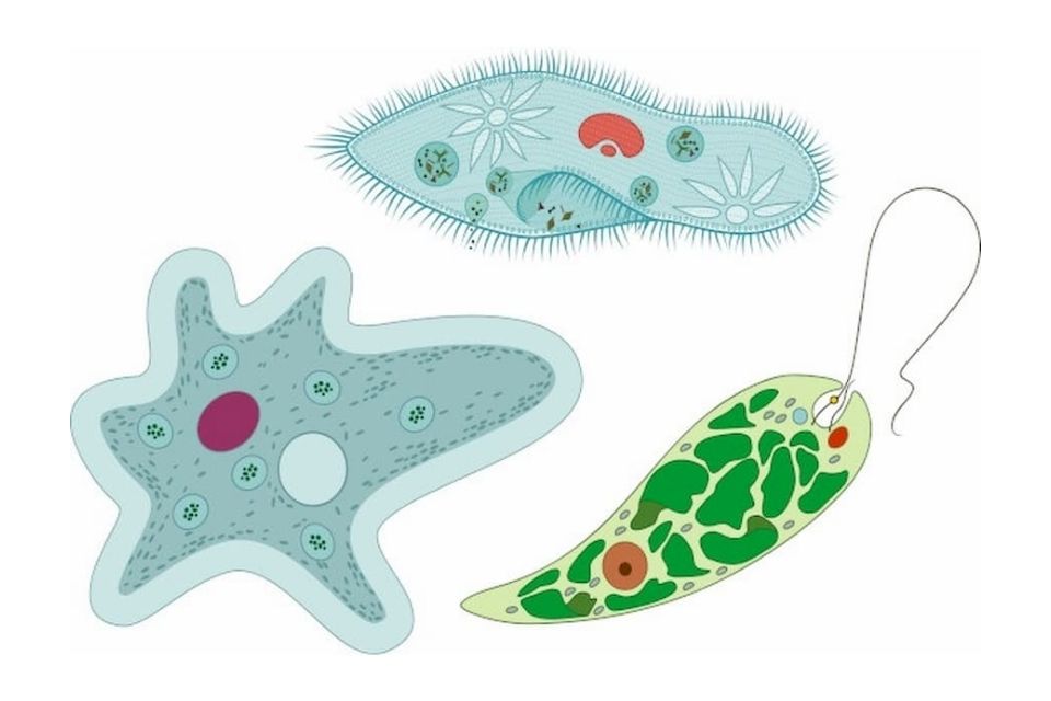 Kingdom Protista: Pengertian, Ciri, Klasifikasi, Contoh, dan Gambarnya