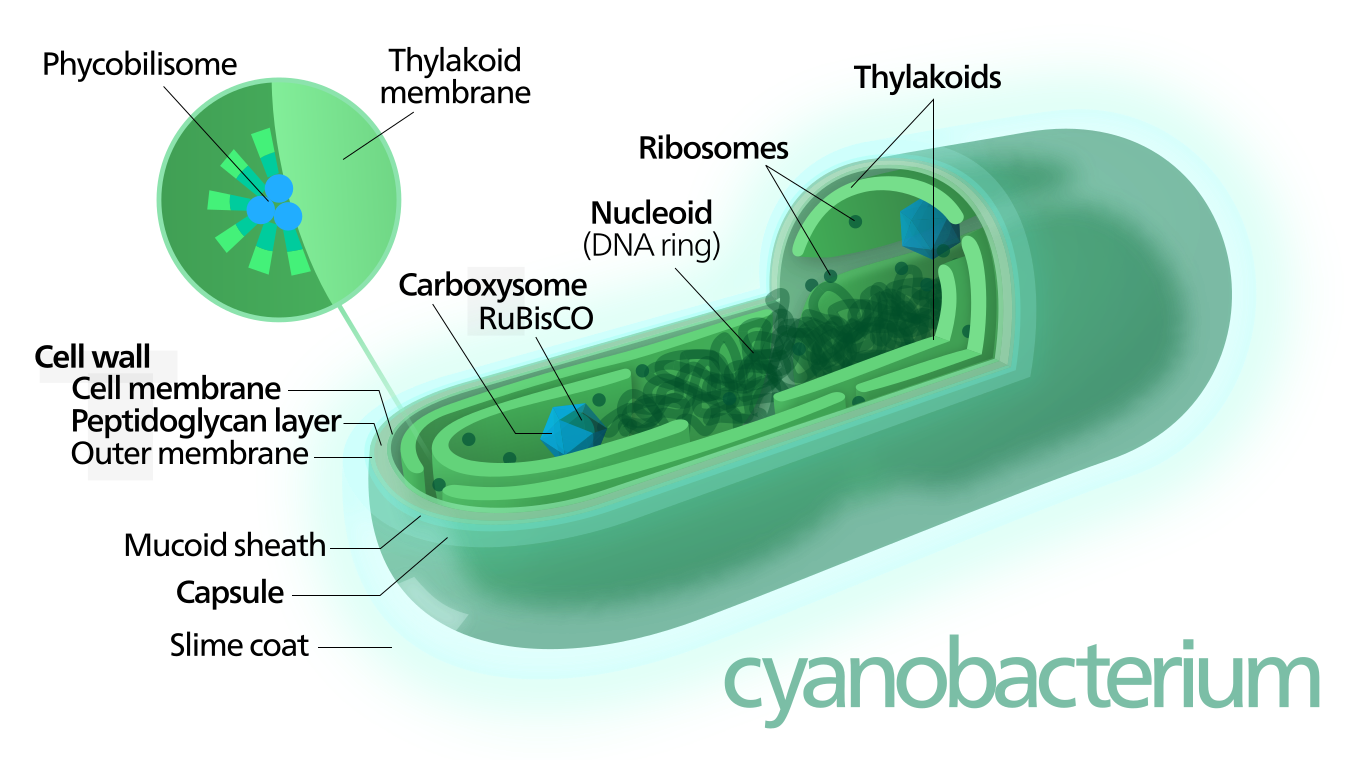 Mengenal Lebih Dekat Dunia Mikroskopis si Cyanobacteria