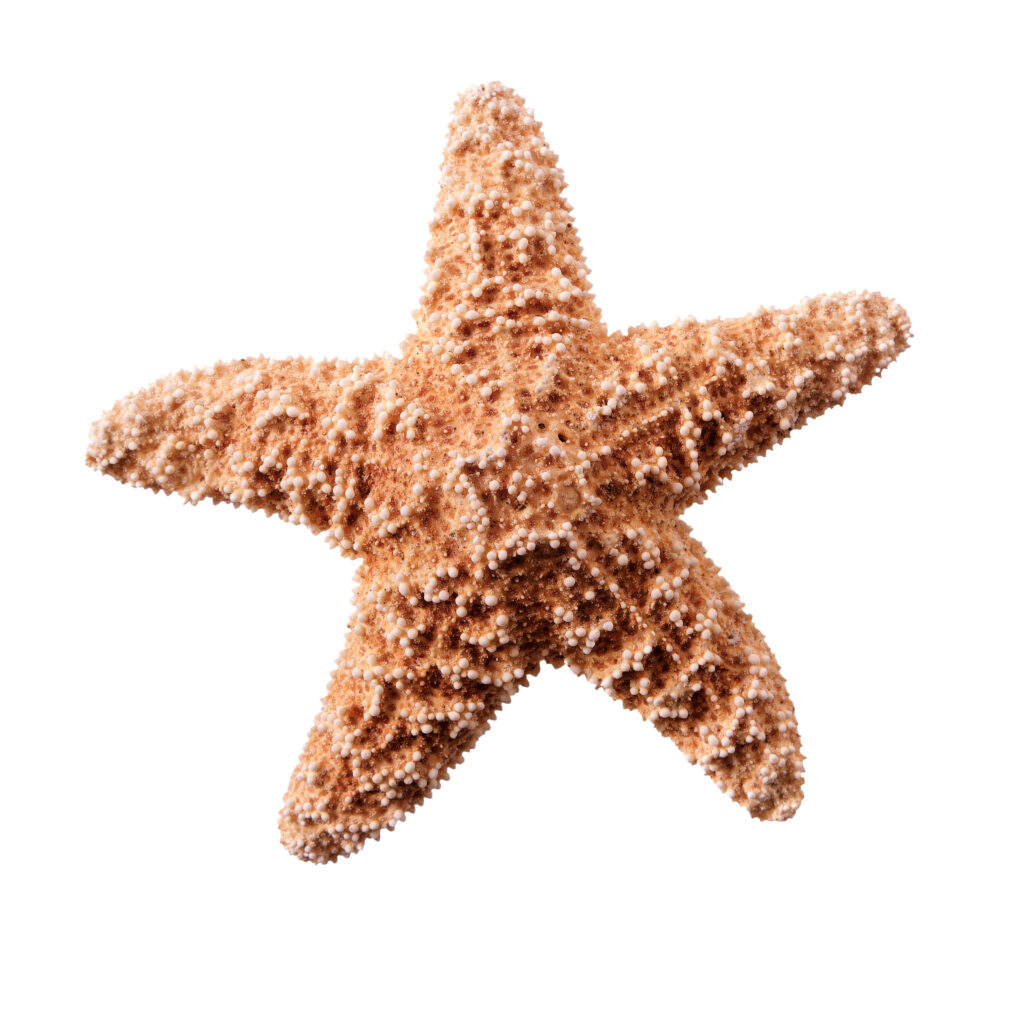 Echinodermata