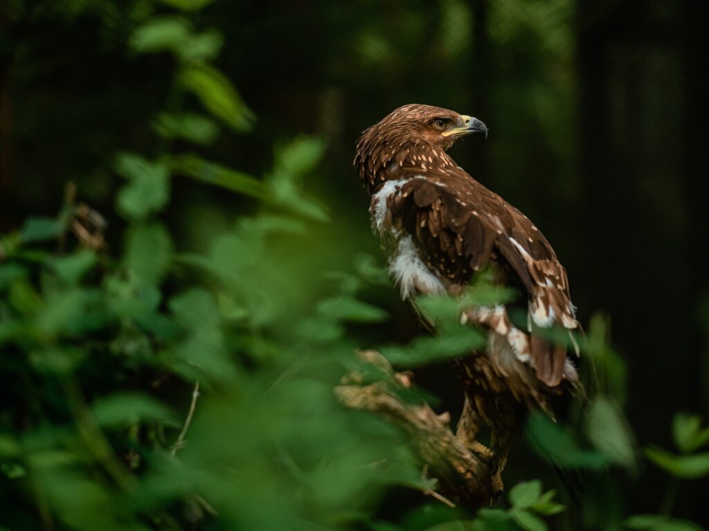 Golden Eagle