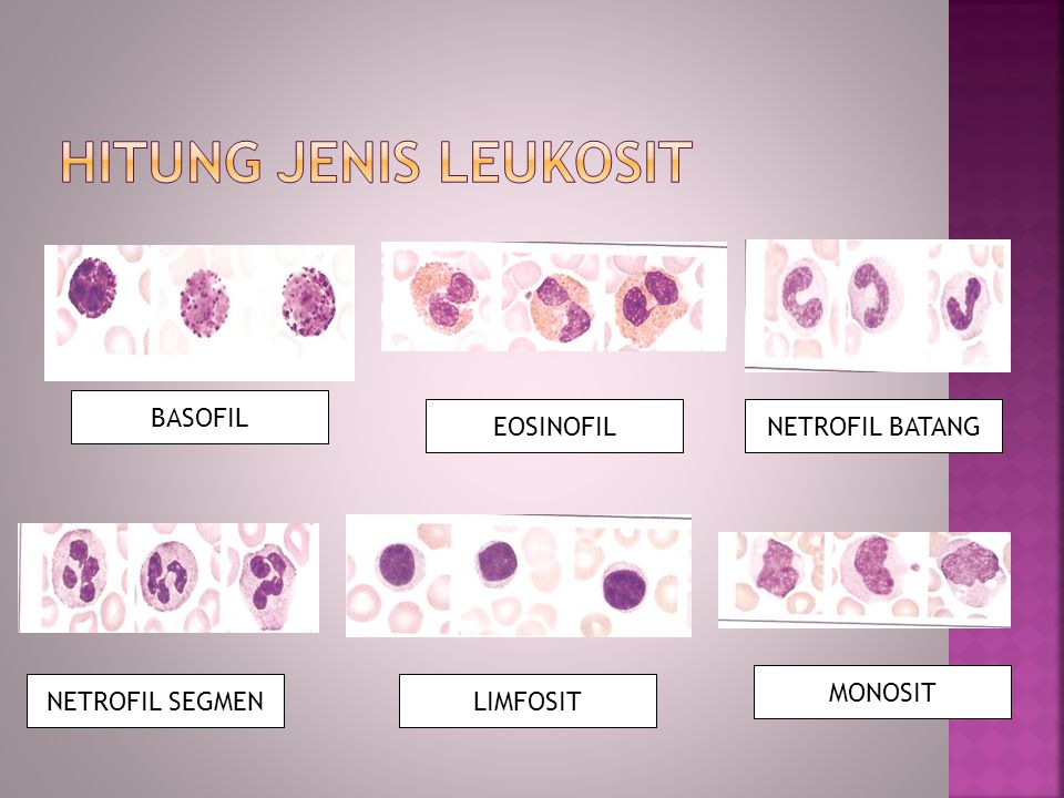 Jenis Neutrofil